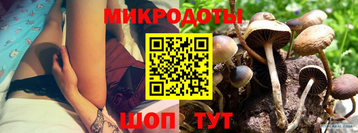 Псилоцибиновые грибы Cubensis Гуково